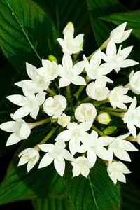 Preview wallpaper pentas lanceolata, flowers, white, petals, leaves