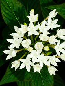 Preview wallpaper pentas lanceolata, flowers, white, petals, leaves