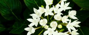 Preview wallpaper pentas lanceolata, flowers, white, petals, leaves