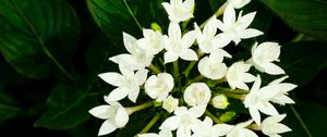 Preview wallpaper pentas lanceolata, flowers, white, petals, leaves