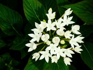 Preview wallpaper pentas lanceolata, flowers, white, petals, leaves