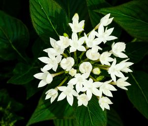 Preview wallpaper pentas lanceolata, flowers, white, petals, leaves