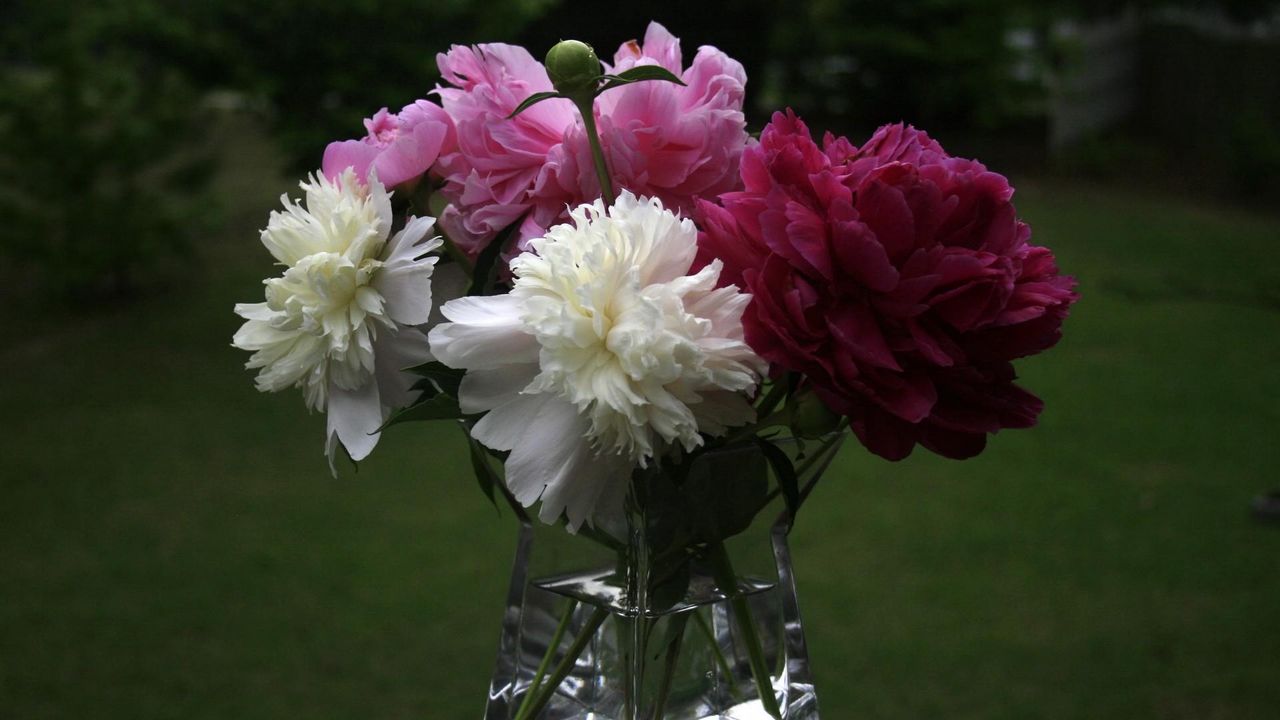 Wallpaper peonies, bouquet, vase, close-up