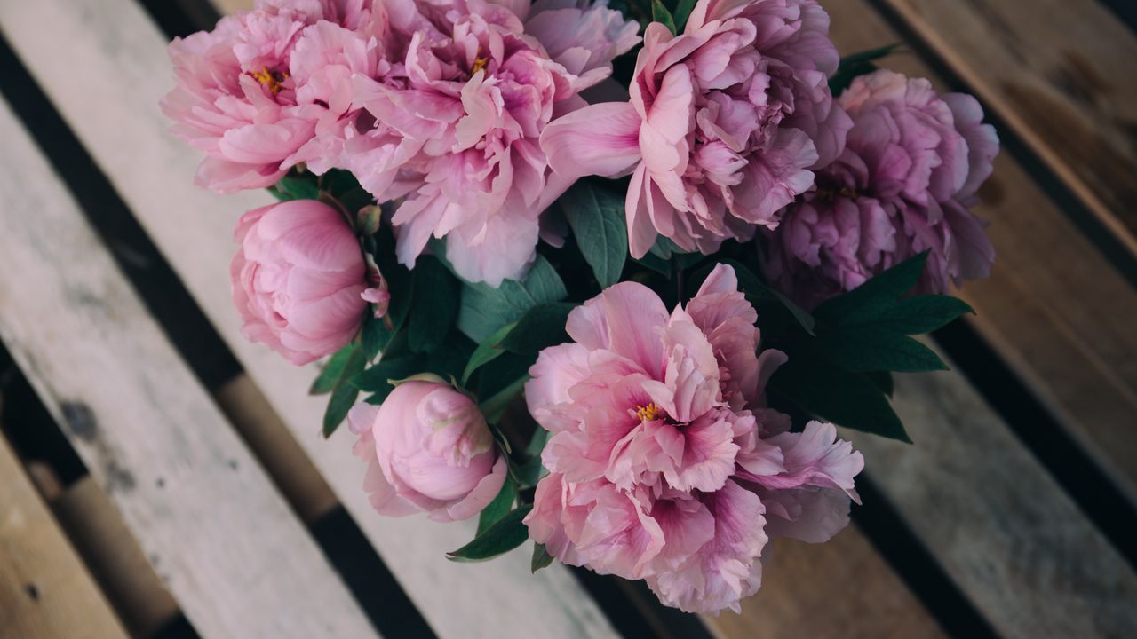 Wallpaper peonies, flowers, bouquet, pink