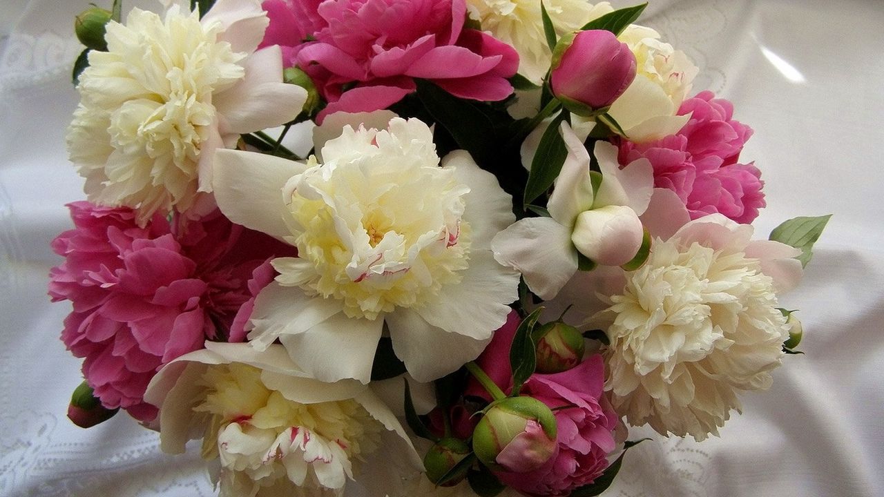 Wallpaper peonies, flowers, bouquet, tablecloth, buds