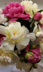 Preview wallpaper peonies, flowers, bouquet, tablecloth, buds