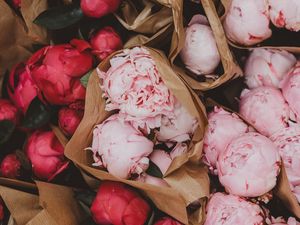 Preview wallpaper peonies, flowers, bouquets, pink, red