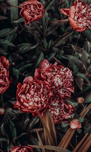 Preview wallpaper peonies, flowers, buds, flower bed