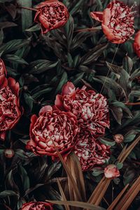 Preview wallpaper peonies, flowers, buds, flower bed
