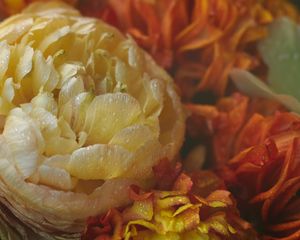 Preview wallpaper peonies, flowers, dew, drops, macro