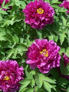 Preview wallpaper peonies, flowers, herbs, flowerbed, spring