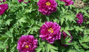 Preview wallpaper peonies, flowers, herbs, flowerbed, spring