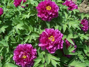 Preview wallpaper peonies, flowers, herbs, flowerbed, spring