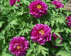 Preview wallpaper peonies, flowers, herbs, flowerbed, spring