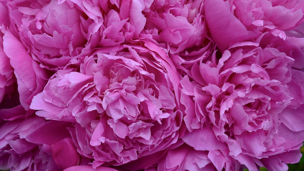 Wallpaper peonies, flowers, petals, pink