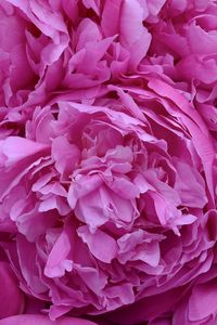 Preview wallpaper peonies, flowers, petals, pink