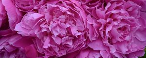 Preview wallpaper peonies, flowers, petals, pink