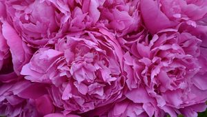 Preview wallpaper peonies, flowers, petals, pink