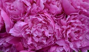 Preview wallpaper peonies, flowers, petals, pink