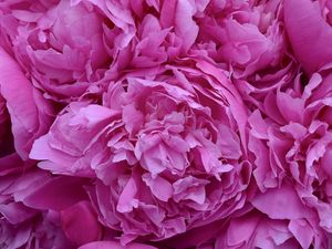 Preview wallpaper peonies, flowers, petals, pink