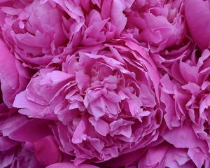 Preview wallpaper peonies, flowers, petals, pink