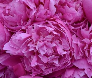 Preview wallpaper peonies, flowers, petals, pink