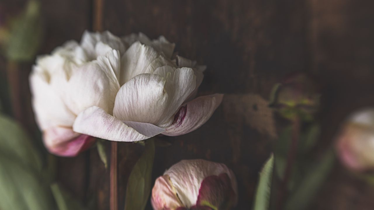 Wallpaper peonies, flowers, petals, bud