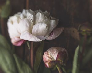 Preview wallpaper peonies, flowers, petals, bud