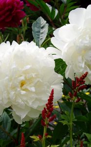 Preview wallpaper peonies, flowers, white, garden, green, nature