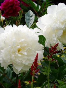 Preview wallpaper peonies, flowers, white, garden, green, nature