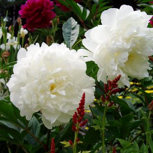 Preview wallpaper peonies, flowers, white, garden, green, nature