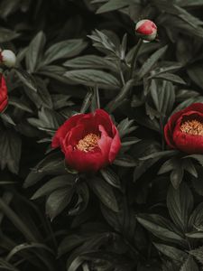 Preview wallpaper peonies, red, leaves, flowerbed