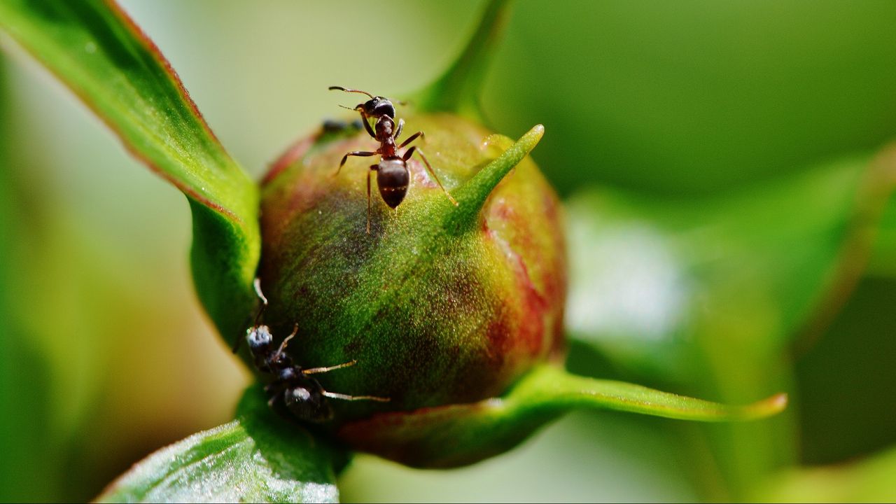 Wallpaper peony, ants, bud, insects