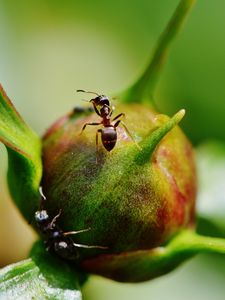 Preview wallpaper peony, ants, bud, insects