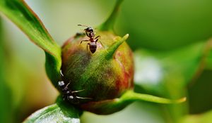 Preview wallpaper peony, ants, bud, insects