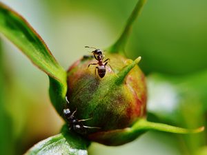 Preview wallpaper peony, ants, bud, insects