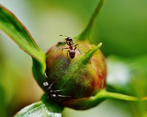 Preview wallpaper peony, ants, bud, insects