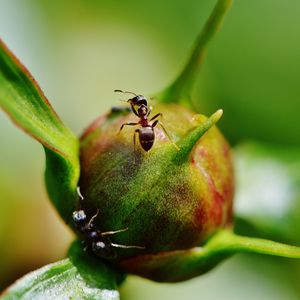 Preview wallpaper peony, ants, bud, insects