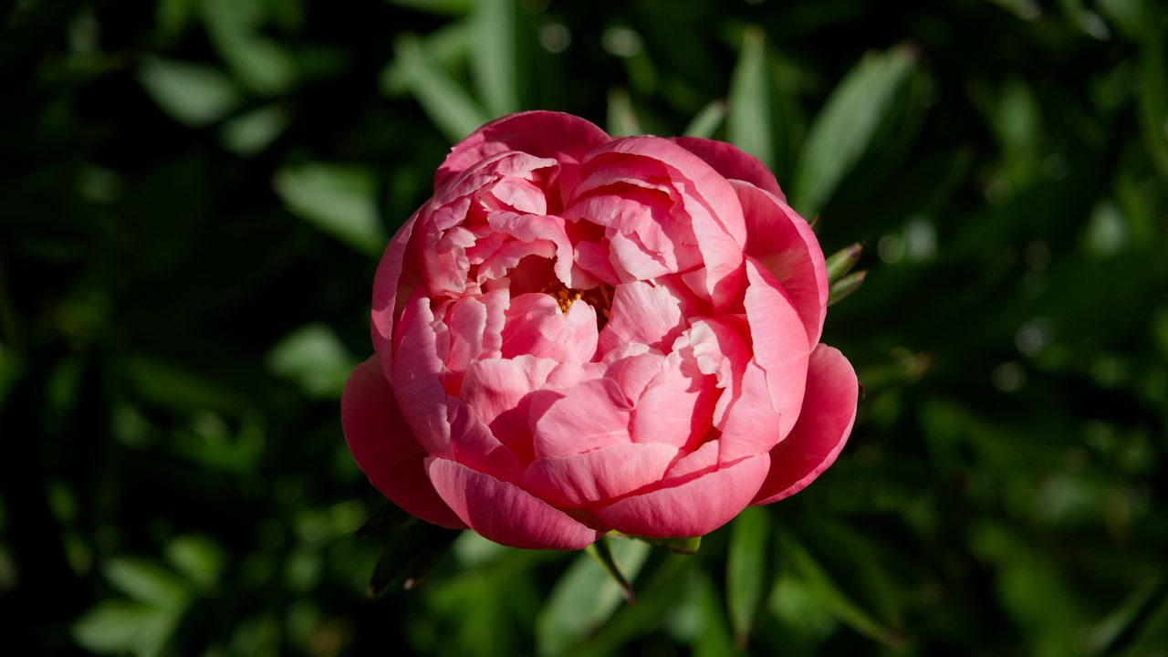 Wallpaper peony, bud, flower, pink, blur