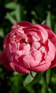 Preview wallpaper peony, bud, flower, pink, blur