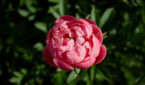 Preview wallpaper peony, bud, flower, pink, blur