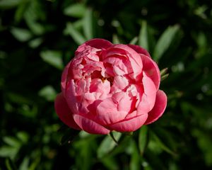 Preview wallpaper peony, bud, flower, pink, blur