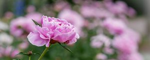 Preview wallpaper peony, bud, flower, leaves, blur