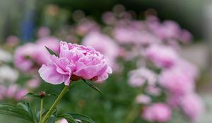 Preview wallpaper peony, bud, flower, leaves, blur