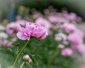 Preview wallpaper peony, bud, flower, leaves, blur