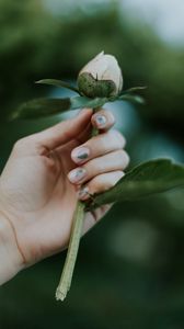 Preview wallpaper peony, bud, hand, flower, plant