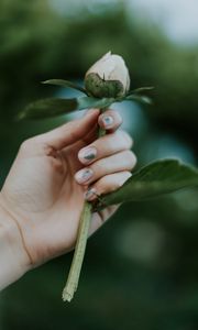 Preview wallpaper peony, bud, hand, flower, plant