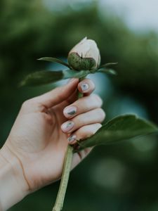 Preview wallpaper peony, bud, hand, flower, plant