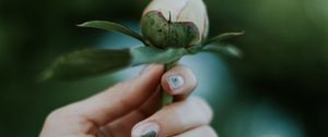 Preview wallpaper peony, bud, hand, flower, plant