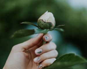 Preview wallpaper peony, bud, hand, flower, plant